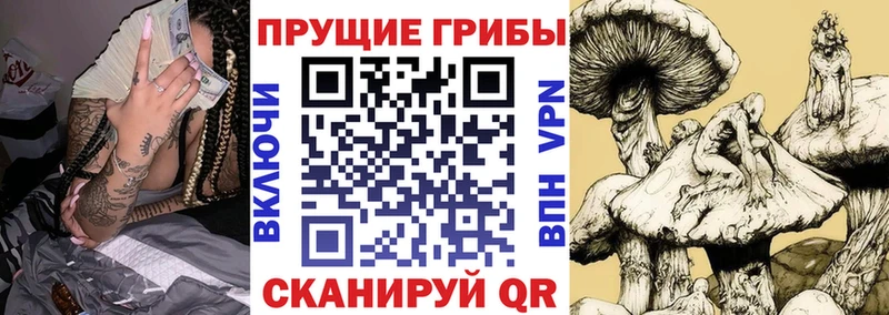 кракен зеркало  Княгинино  Галлюциногенные грибы Magic Shrooms  купить  сайты 